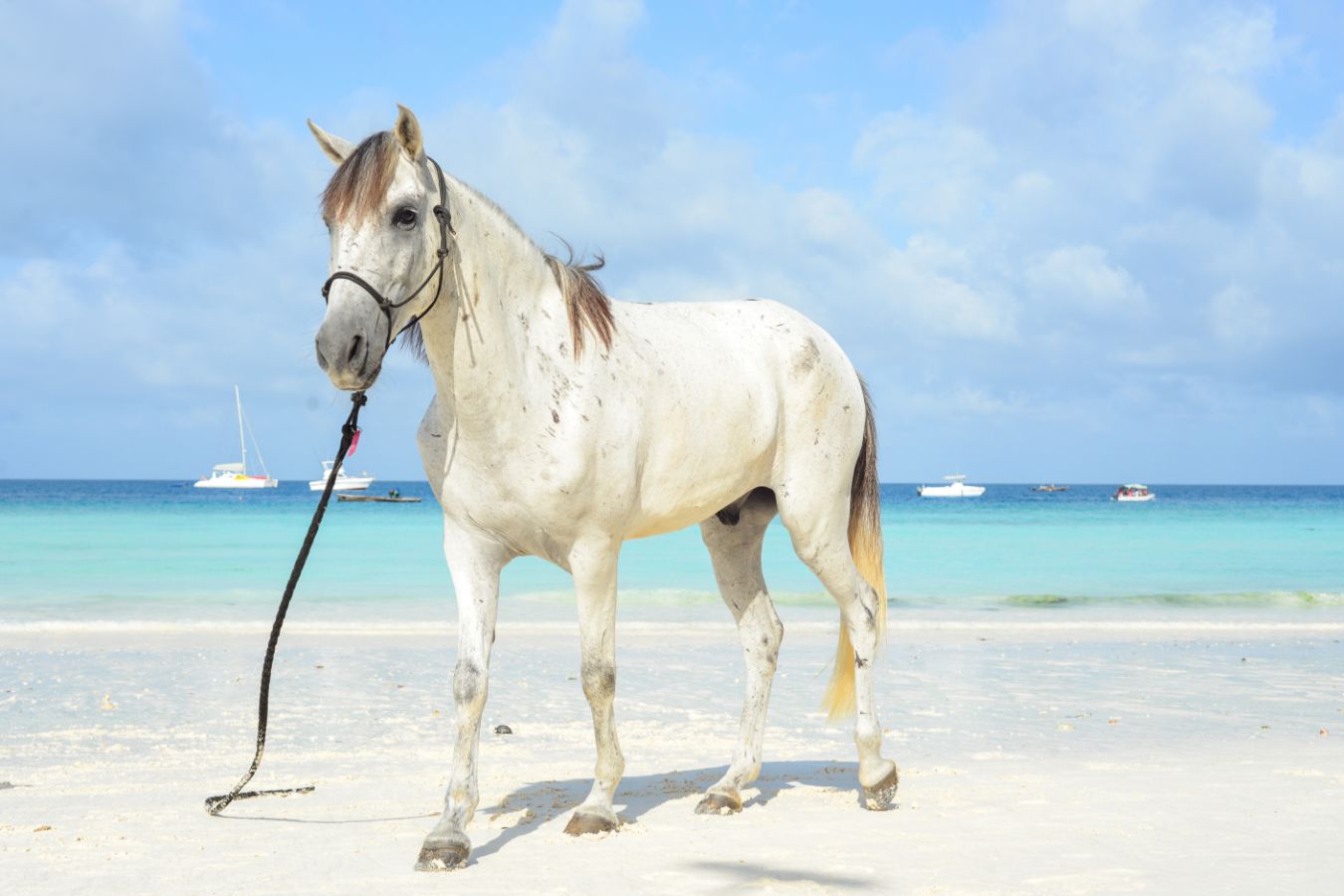 Meet Our Horses Zanzibar Horse Club